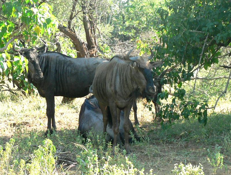 JAR 131_pakun.JPG - Tři pakoně, dle dokumentárních pořadů jsem si myslel, že těchto zvířat zde bude nejvíce. To byl ovšem velký omyl. I slonů jsme viděli mnohem více.